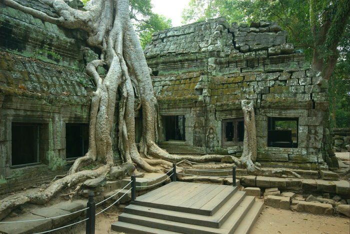 Tomb-Raider Tree